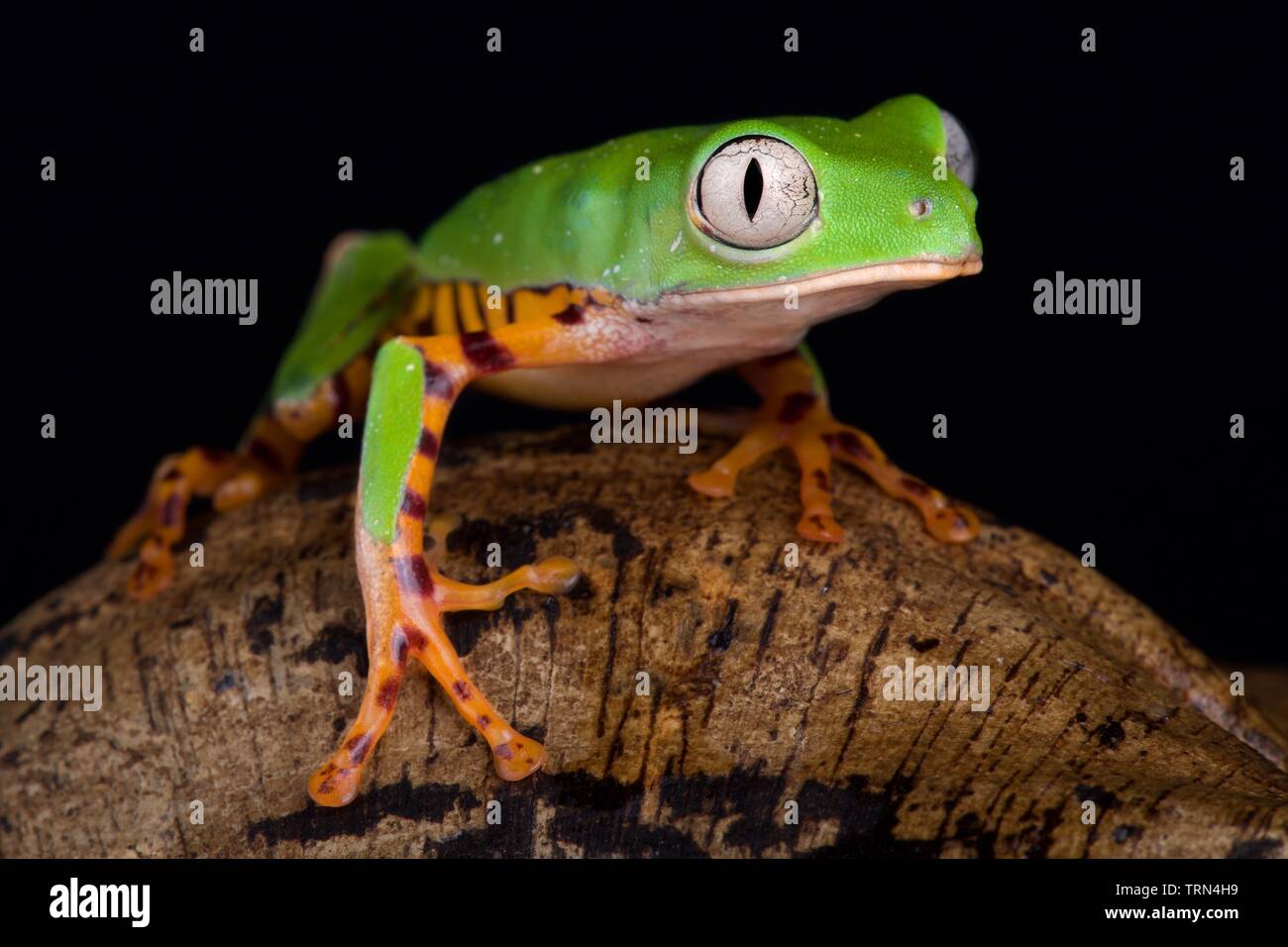 Orange legged leaf Frog (Phyllomedusa hypochondrialis) Stockfoto