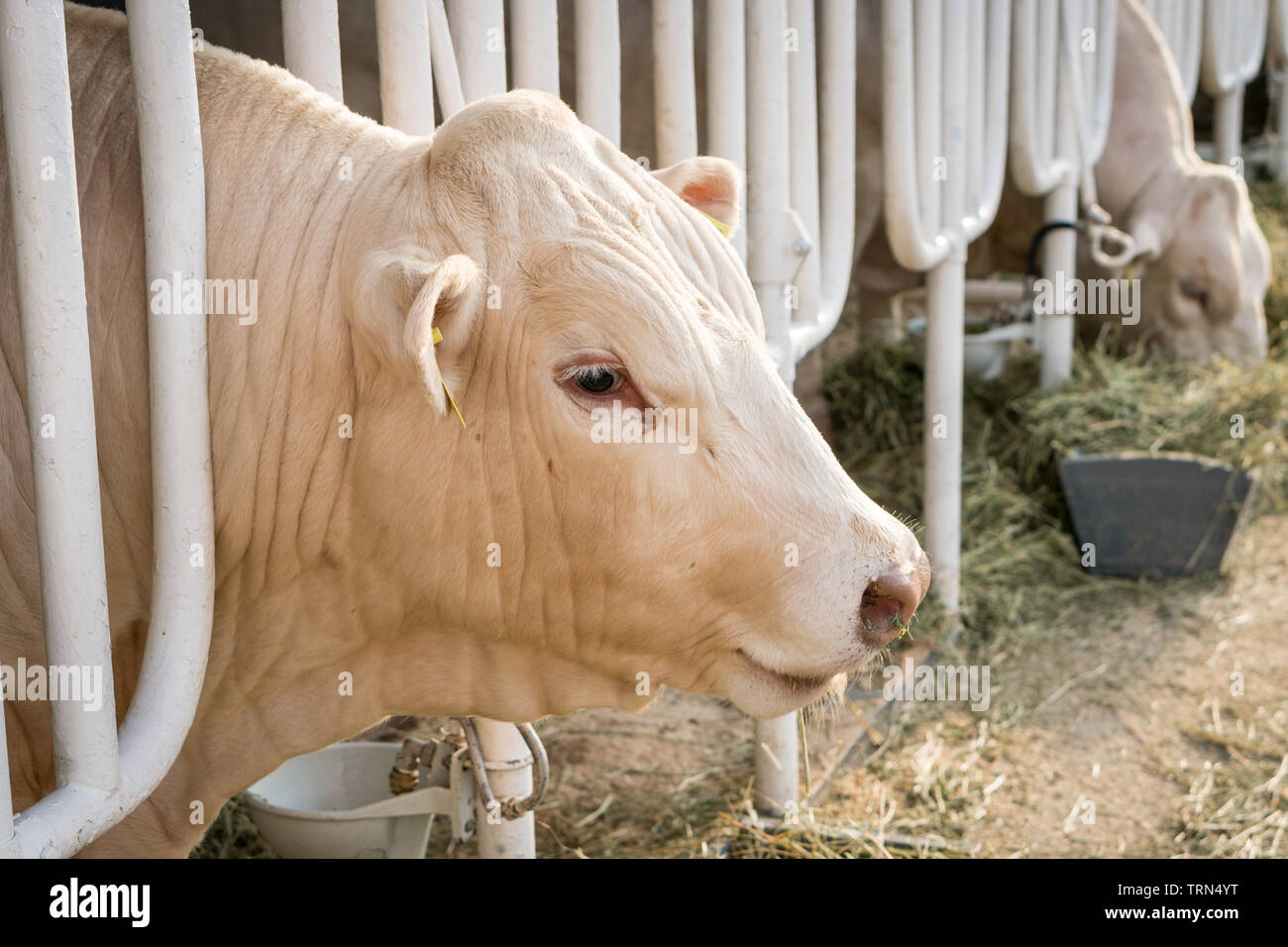 Weisse Kuh in einer stabilen essen Bio Heu in Dairy Farm. Landwirtschaft Industrie Landwirtschaft Konzept Stockfoto