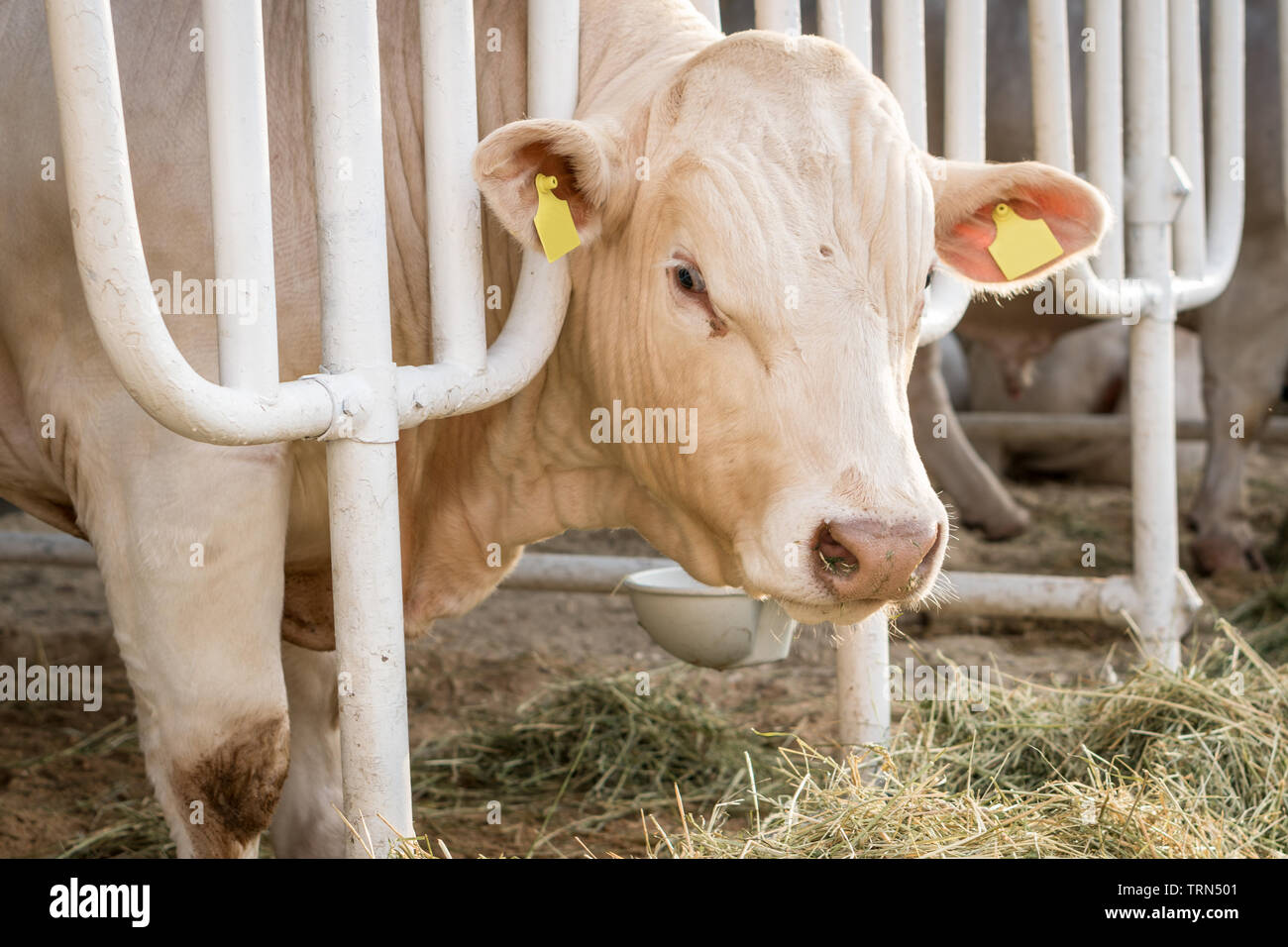 Weisse Kuh in einer stabilen essen Bio Heu in Dairy Farm. Landwirtschaft Industrie Landwirtschaft Konzept Stockfoto