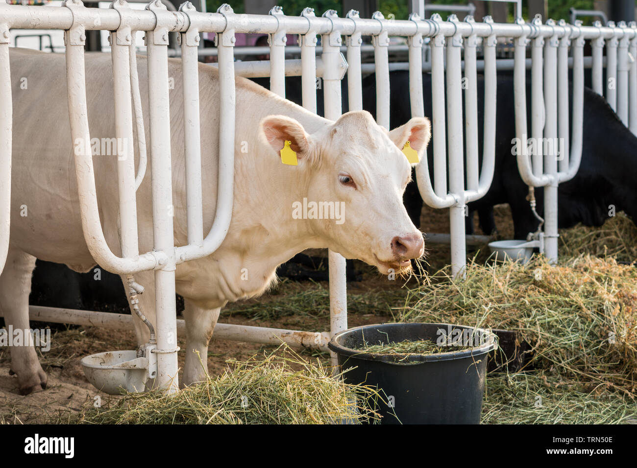 Weisse Kuh in einer stabilen essen Bio Heu in Dairy Farm. Landwirtschaft Industrie Landwirtschaft Konzept Stockfoto
