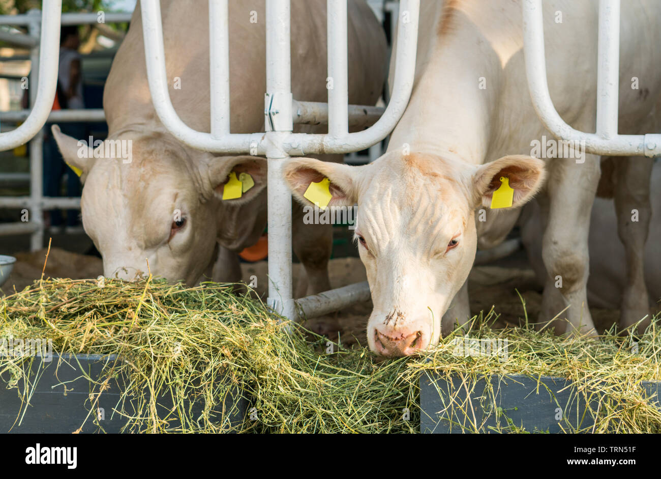 Weiße Kühe in einem stabilen essen Bio Heu in Dairy Farm. Landwirtschaft Industrie Landwirtschaft Konzept Stockfoto