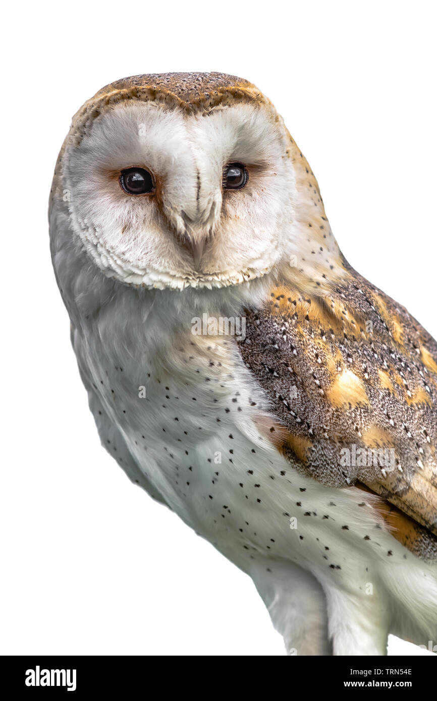 Auf weiß Isoliert, eine Drei viertel länge Close up Portrait einer Schleiereule, tyto Alba, thront und leicht nach vorn Blick nach rechts Stockfoto
