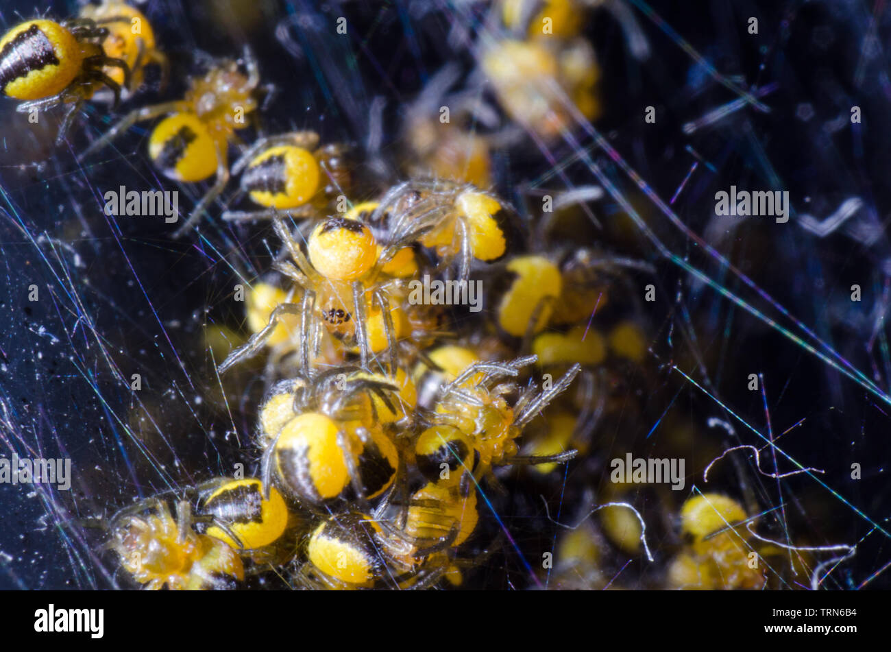 Nest von Wespen Spinnen Stockfoto
