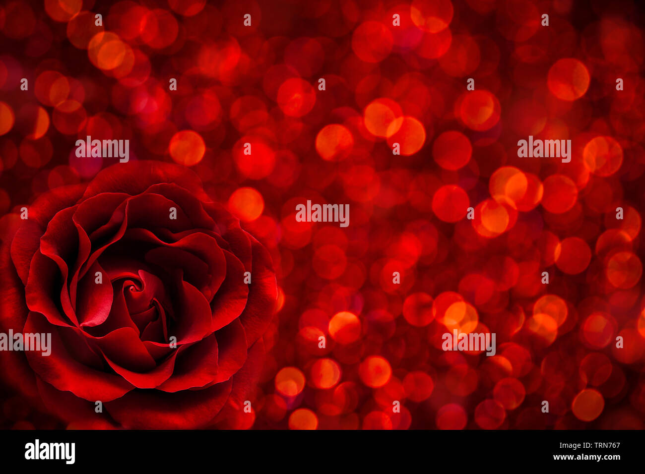 Rote Rose auf bokeh Hintergrund, Valentinstag und liebe Konzept. Stockfoto