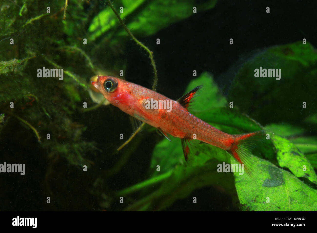 Zwerg Rasbora, Boraras maculatus Stockfoto