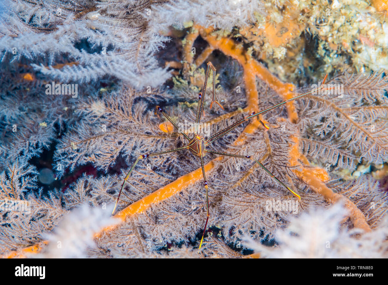 Ortmann squat Lobster, Chirostylus ortmanni Miyake & Baba, 1968, auf dem schwarzen Korallen. Stockfoto