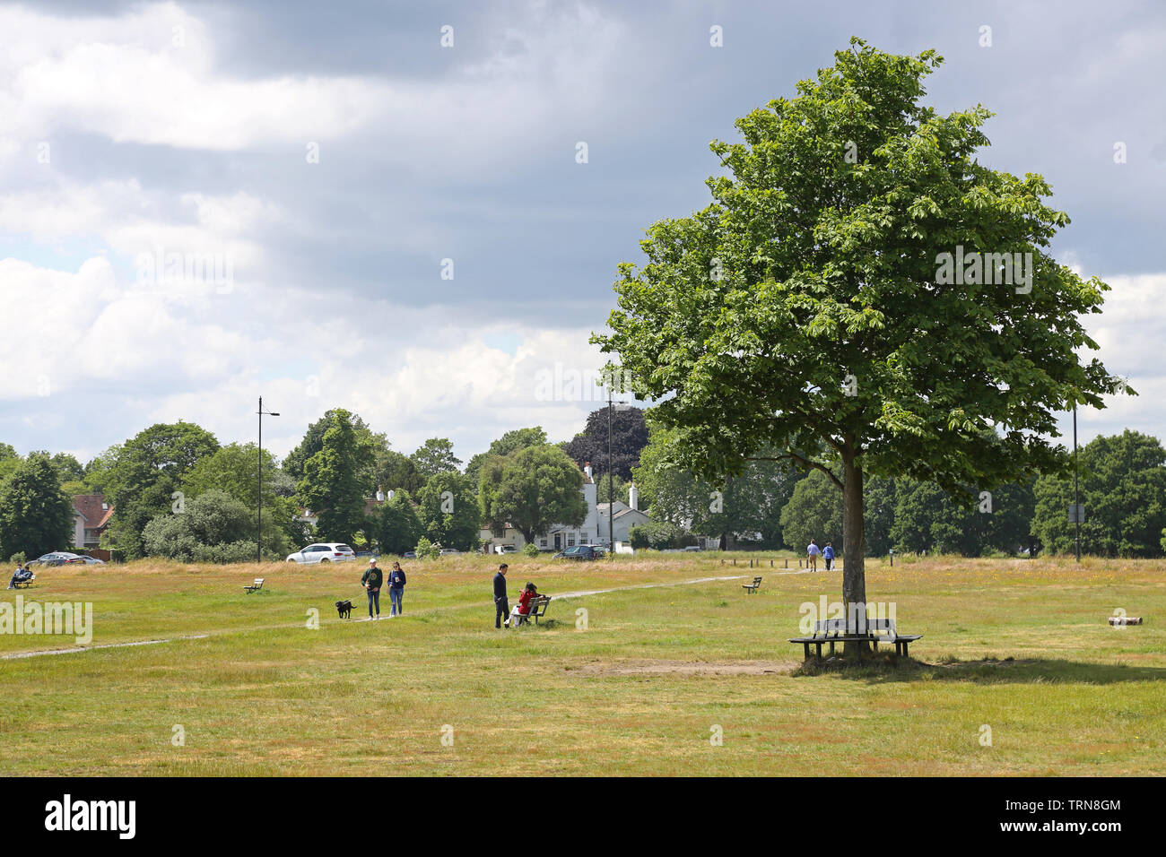 Wimbledon Common, im Südwesten von London, UK, Sommer. Menschen zu Fuß und sitzen auf der offenen Wiese um rushmere Teich in der Nähe von Wimbledon Village. Stockfoto