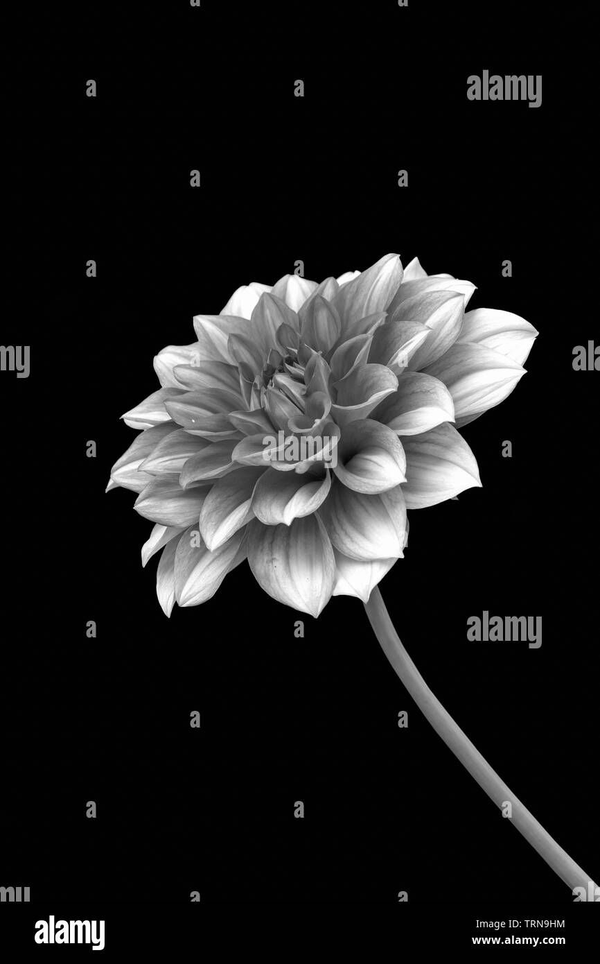 Ansicht Von Nur Dalia Blume In Schwarz Und Weiß Version Auf schwarzem Hintergrund Stockfoto