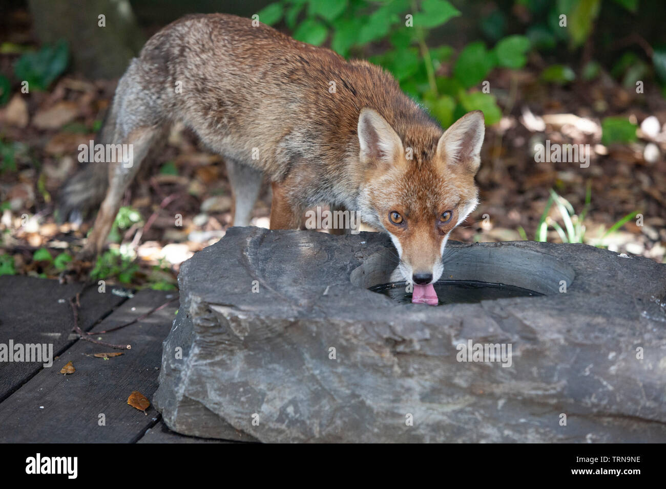 Ein Fuchs vixen in einem Vorort Garten im Süden Londons Getränke aus einem Birdbath. Stockfoto