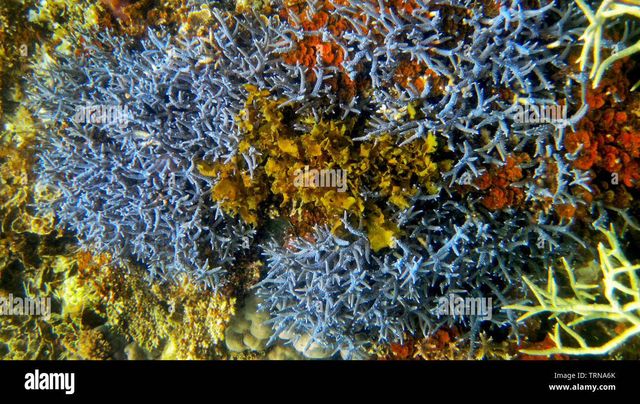 Cluster von Korallen von verschiedenen Sorten im Überfluss in den flachen Gewässern von Coron, Palawan, Philippinen. Es ist ein beliebtes Ziel für Touristen. Stockfoto