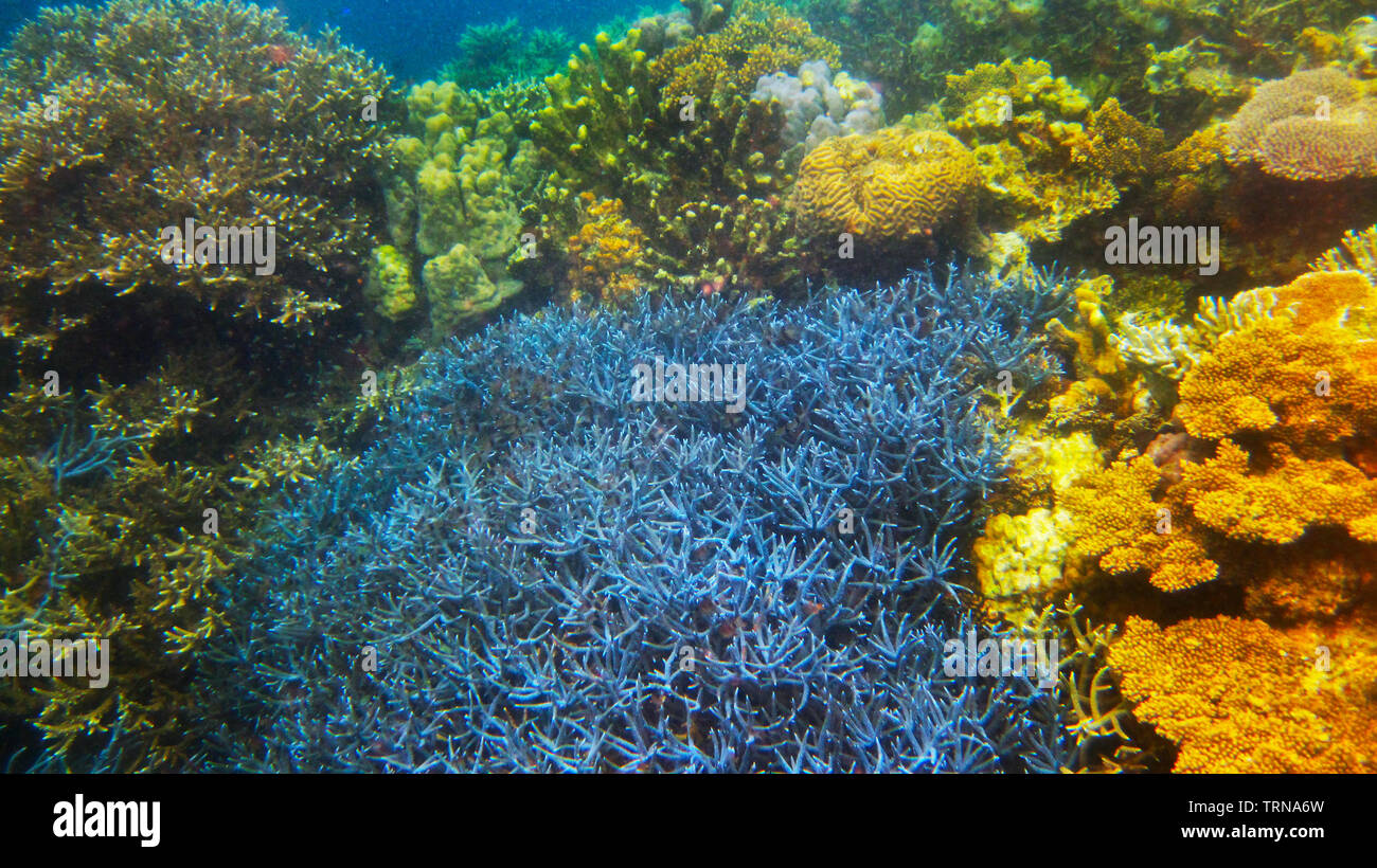 Cluster von Korallen von verschiedenen Sorten im Überfluss in den flachen Gewässern von Coron, Palawan, Philippinen. Es ist ein beliebtes Ziel für Touristen. Stockfoto