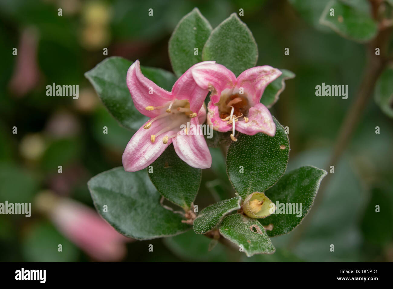 Correa' Catie Bec', Pink Native Fuchsia in Doreen, Victoria Stockfoto