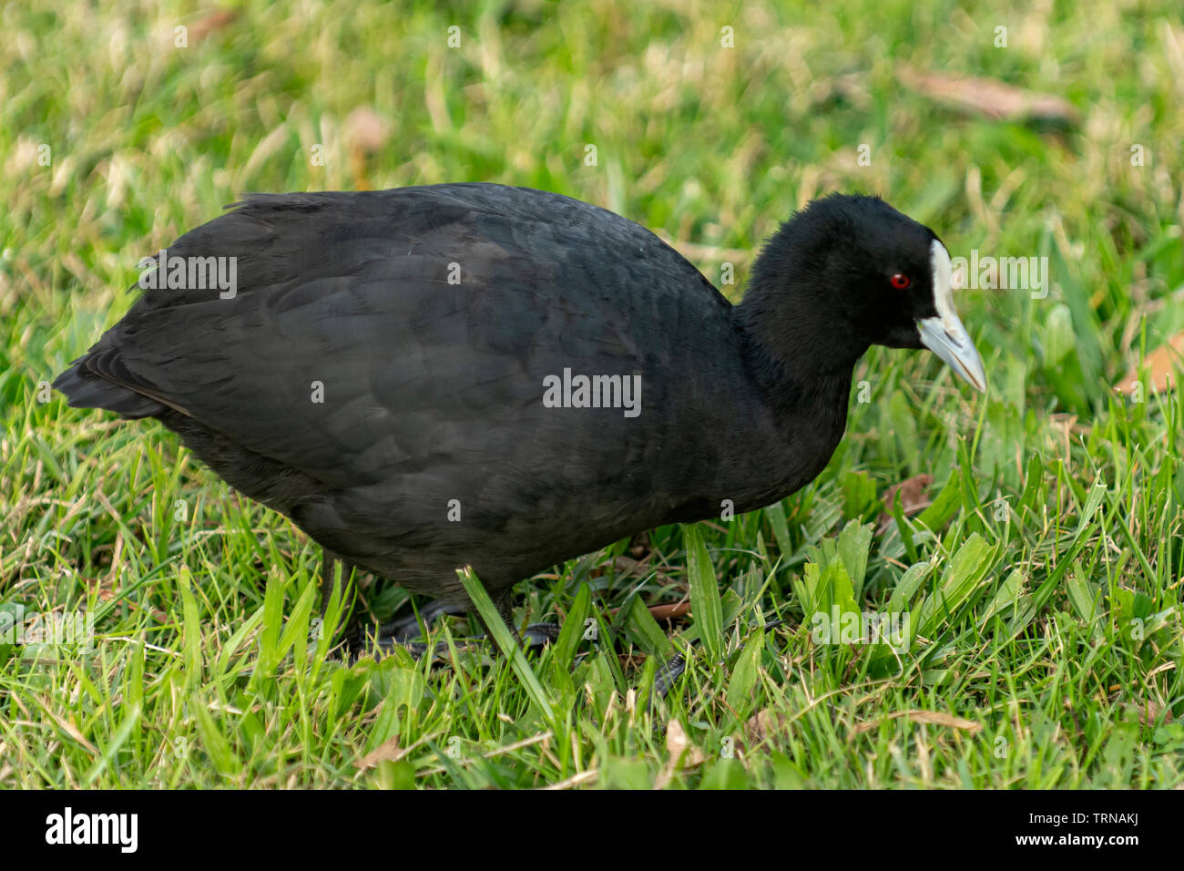 Eurasischen Blässhuhn, Fulica atra bei Birdsland finden, Belgrave Höhen, Victoria Stockfoto