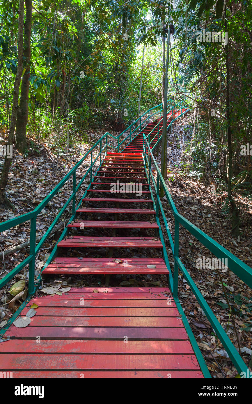 Leeres rotes Holztreppe geht nach oben durch einen tropischen Wald am Tag. Touristische Gehweg in Kota Kinabalu, Malaysia Stockfoto