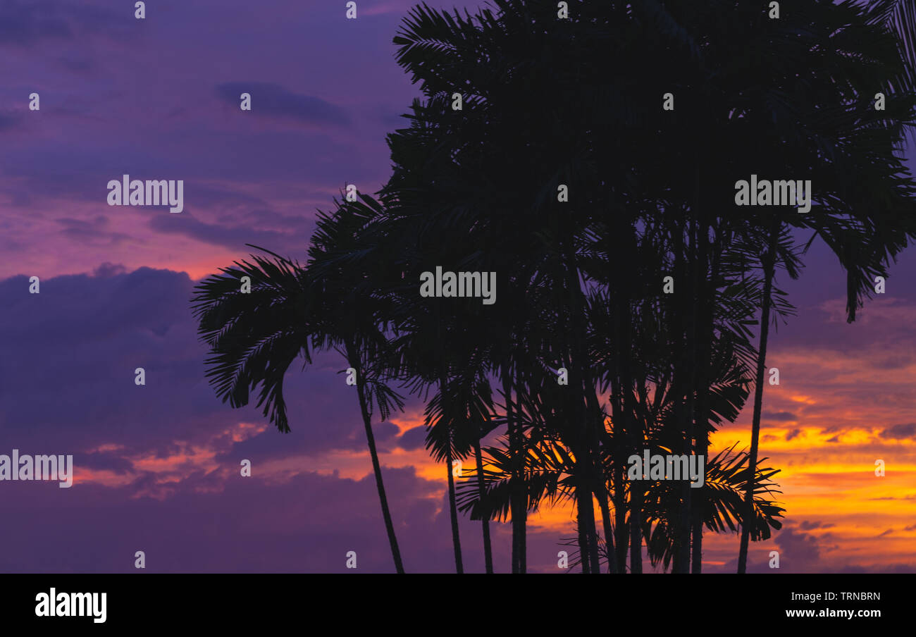 Schwarz Palmen Silhouetten, die über helle lila tropischen Himmel bei Sonnenuntergang. Natürliche foto Hintergrund Stockfoto