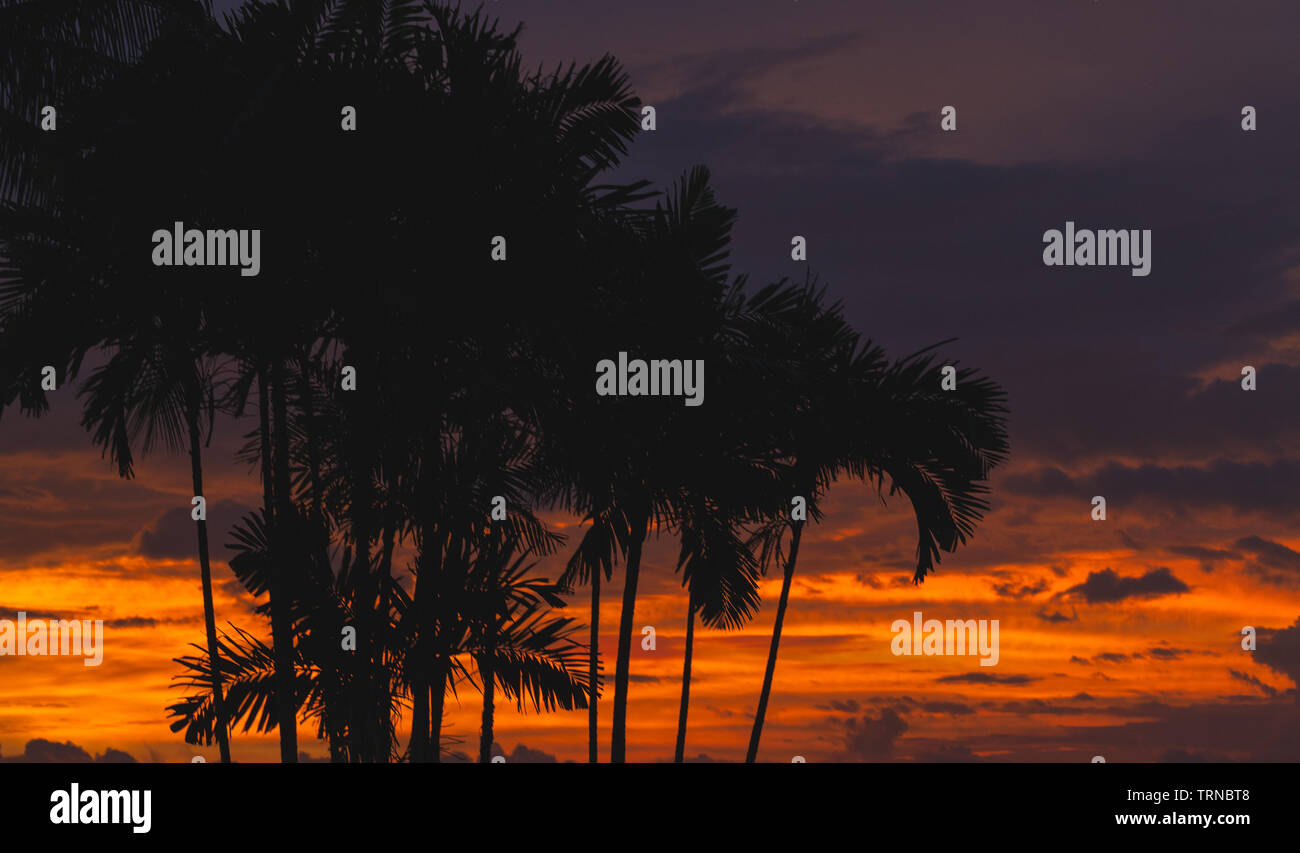 Schwarz Palmen Silhouetten über hellen tropischen Himmel bei Sonnenuntergang. Natürliche foto Hintergrund Stockfoto