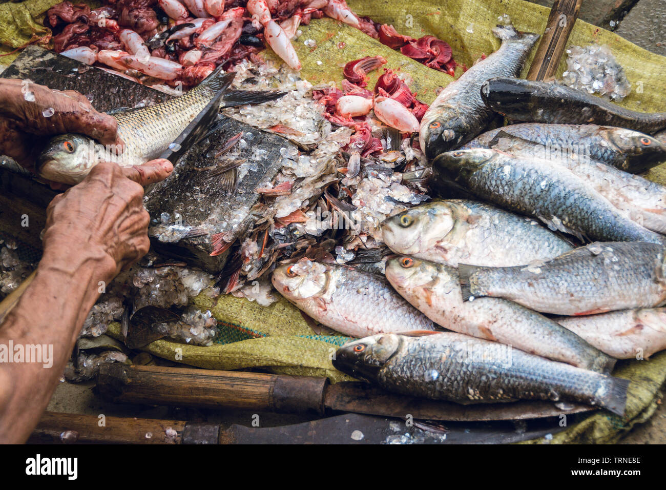 Schneiden Rohu Fische für eine grosse Familie in burmesischen Dorf 2. Stockfoto