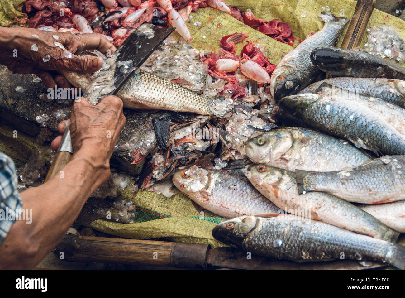 Schneiden Rohu Fische für eine grosse Familie in burmesischen Dorf 1. Stockfoto