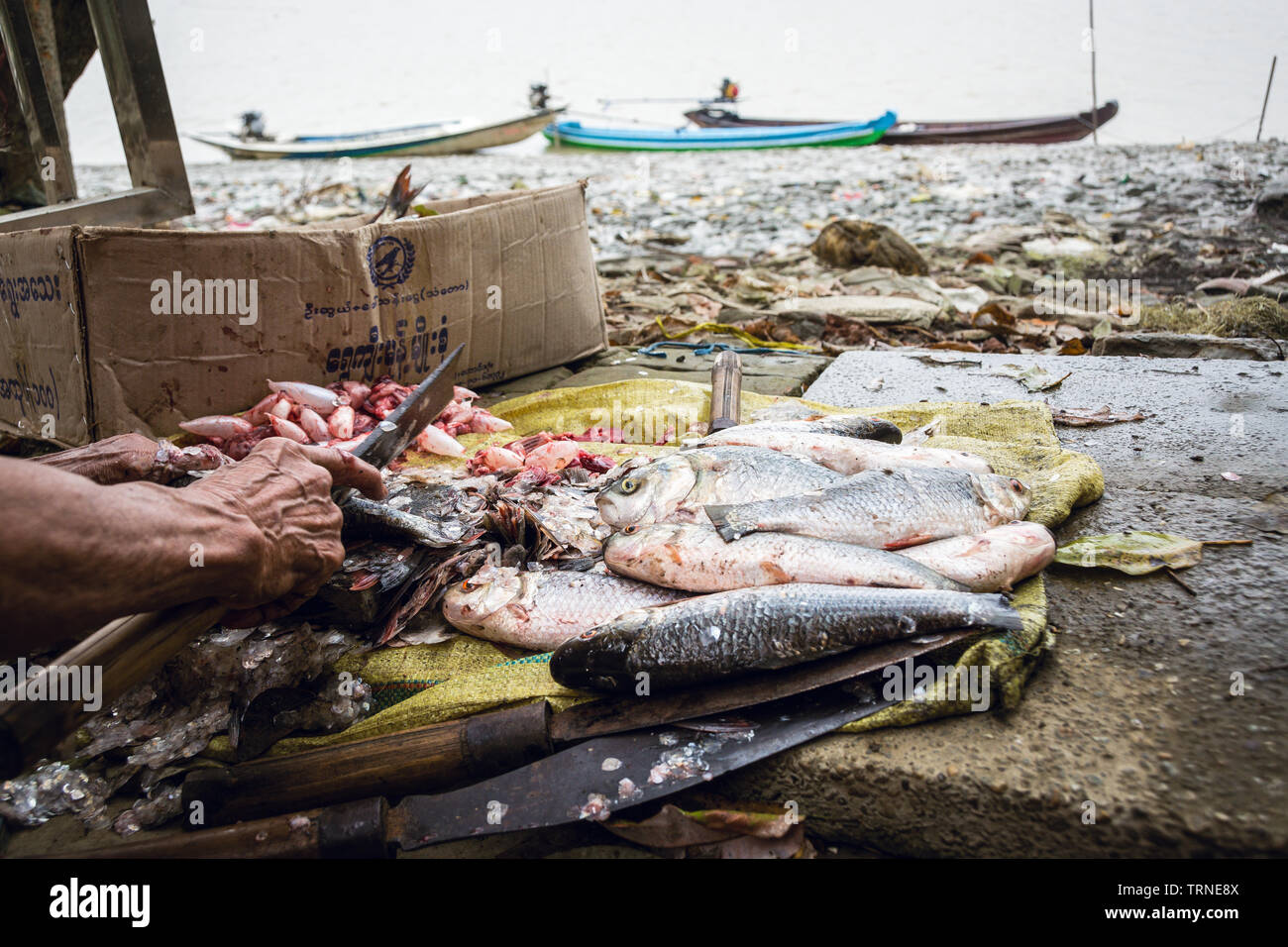 Schneiden Rohu Fische am Ufer in burmesischen Dorf 2. Stockfoto