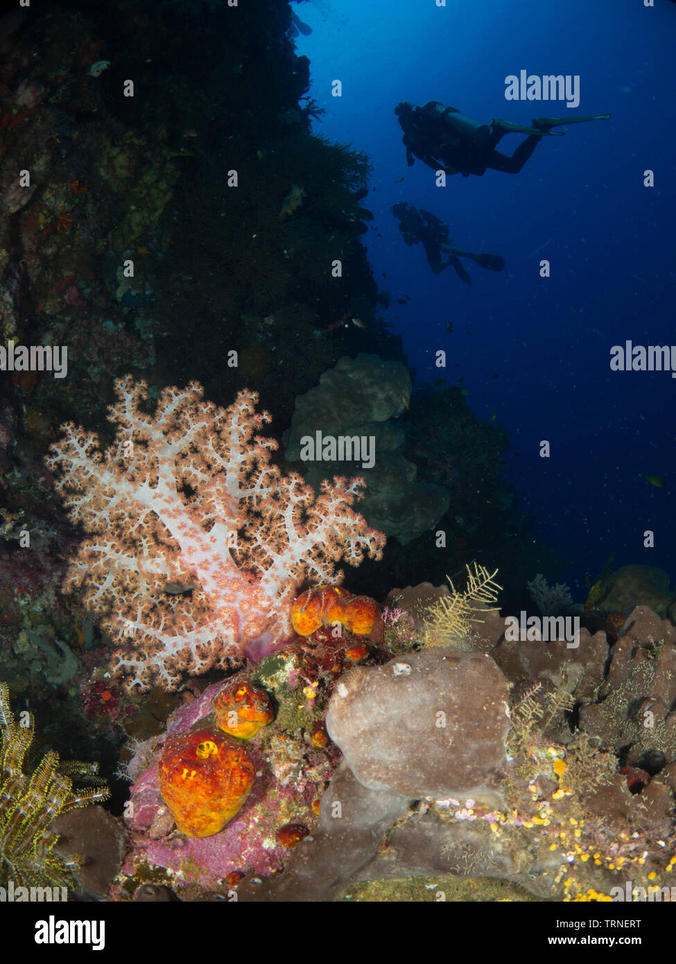 Diver Silhouette und farbenfrohe Korallenriff Unterwasserwelt in Bunaken Marine Park, Nord Sulawesi, Indonesien Stockfoto