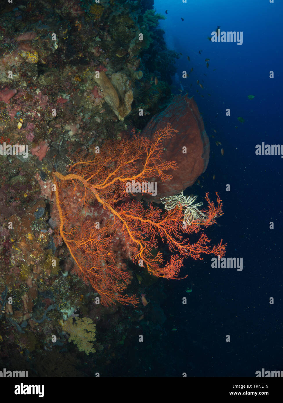 Farbenfrohe Korallenriff Unterwasserwelt in Bunaken Marine Park, Nord Sulawesi, Indonesien Stockfoto