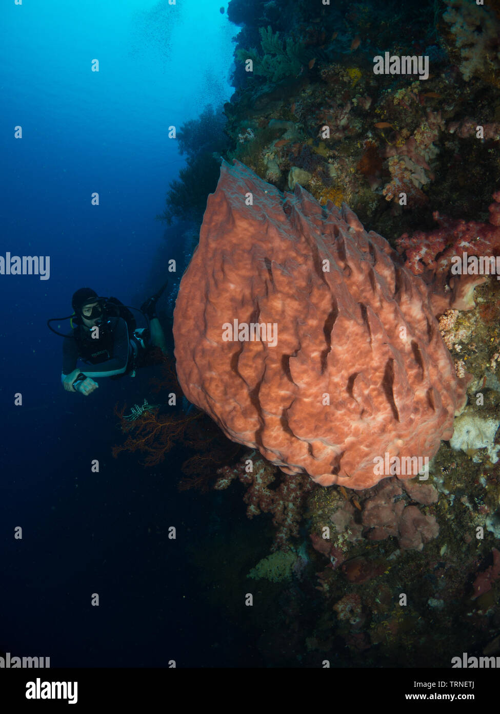 Scuba Diver mit riesiger Schwamm auf bunten Coral Reef Unterwasser im Bunaken Marine Park, Nord Sulawesi, Indonesien Stockfoto