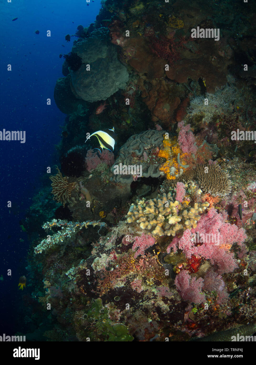 Maurische Idol (zanclus Dais) auf einem bunten Coral Reef Unterwasser im Bunaken Marine Park, Nord Sulawesi, Indonesien Stockfoto