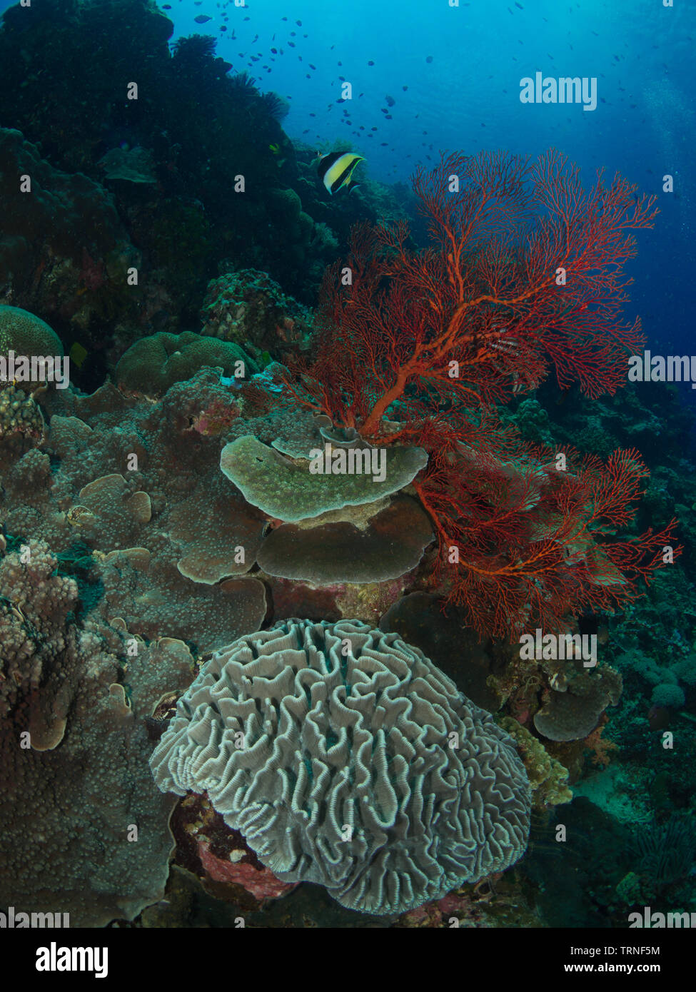 Maurische Idol (zanclus Dais) auf einem bunten Coral Reef Unterwasser im Bunaken Marine Park, Nord Sulawesi, Indonesien Stockfoto