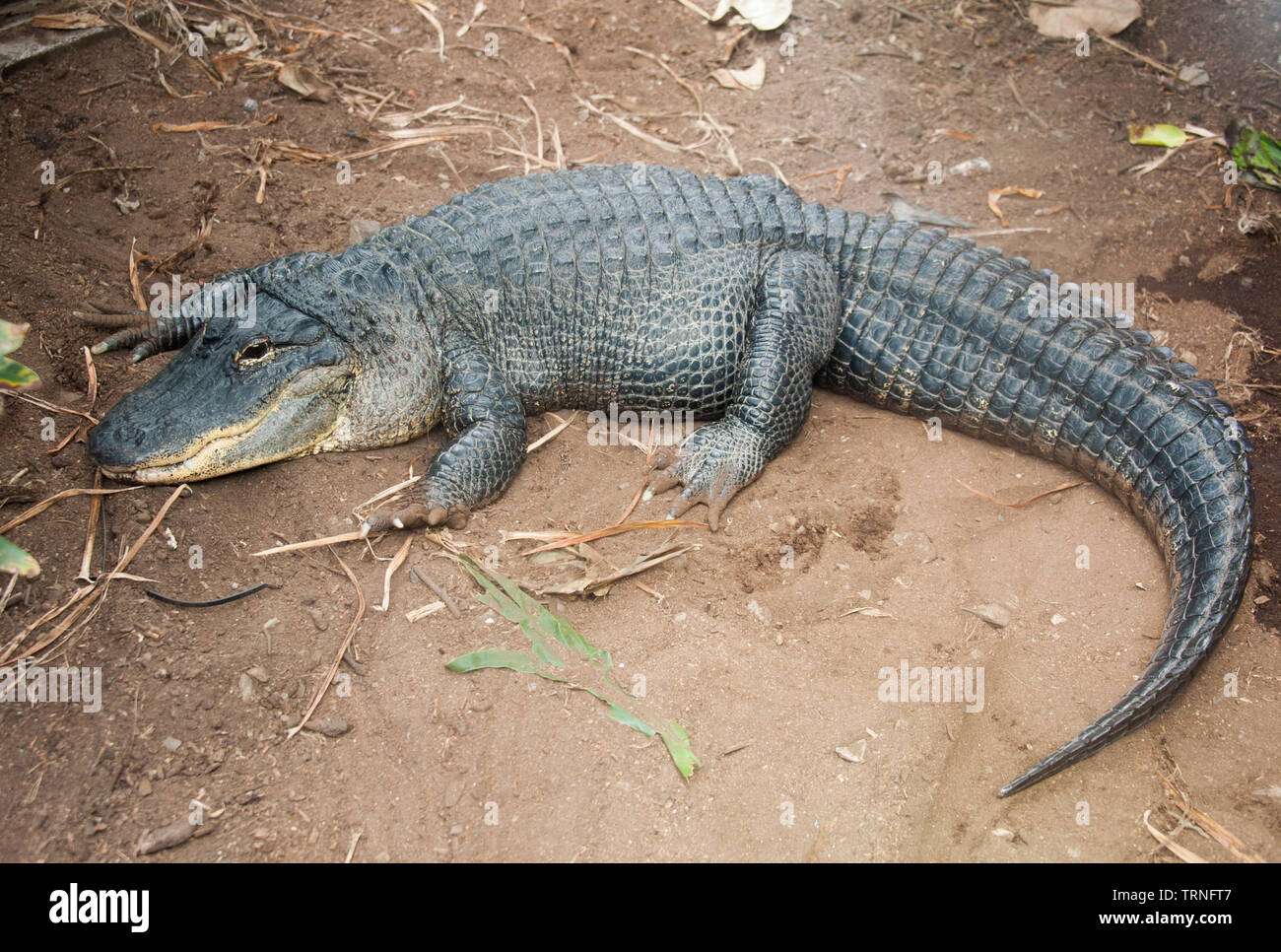 Mississippi-alligator (Alligator mississippiensis) Stockfoto