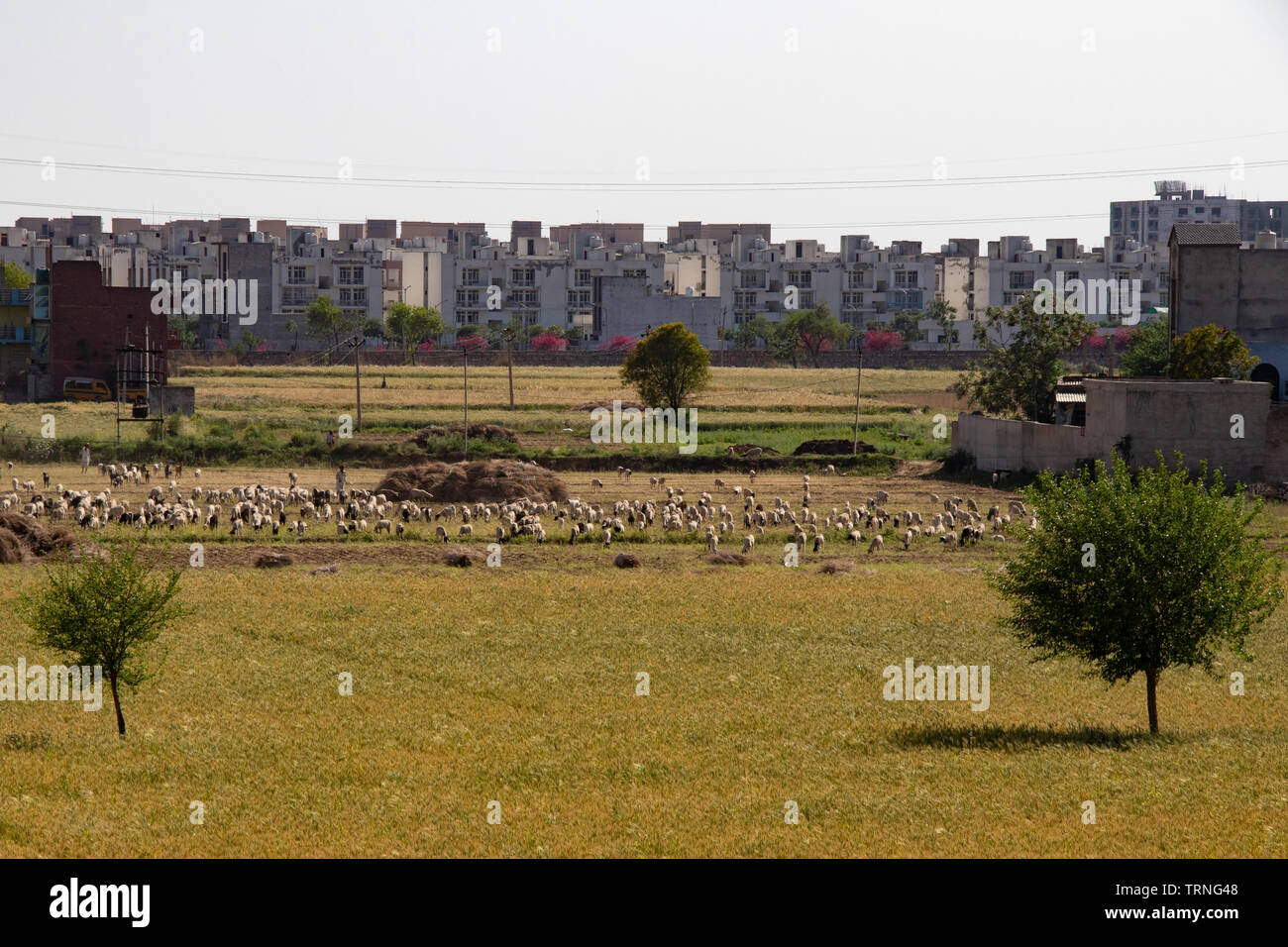 Schafe und Lämmer zu weiden in einem grünen Feld Stockfoto