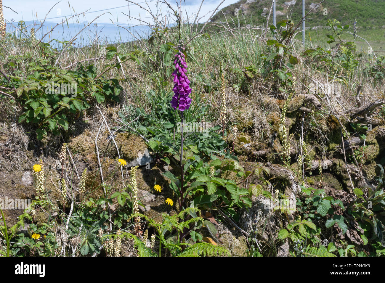 Wildblumen wachsen in eine Hecke (Hedge oder hedgebank, im Sommer, Pembrokeshire, Wales, Großbritannien Stockfoto