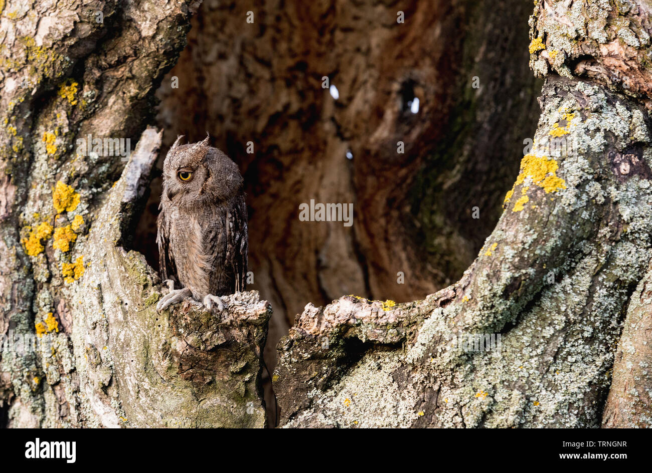 Kleine scops Owl im Baum hohl. Wenig (Otus scops Scops Owl) ist eine kleine Art von Eule von die Eule Eule Familie. Eurasian scops Owl (Otus scops) Stockfoto