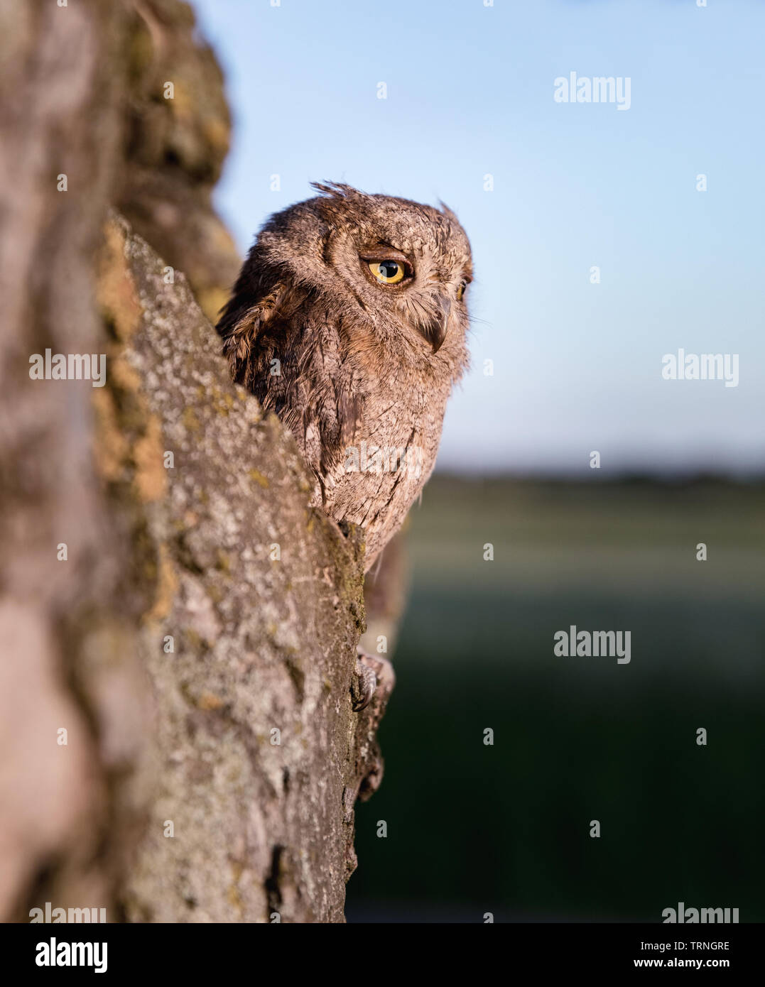 Kleine scops Owl im Baum hohl. Wenig (Otus scops Scops Owl) ist eine kleine Art von Eule von die Eule Eule Familie. Eurasian scops Owl (Otus scops) Stockfoto