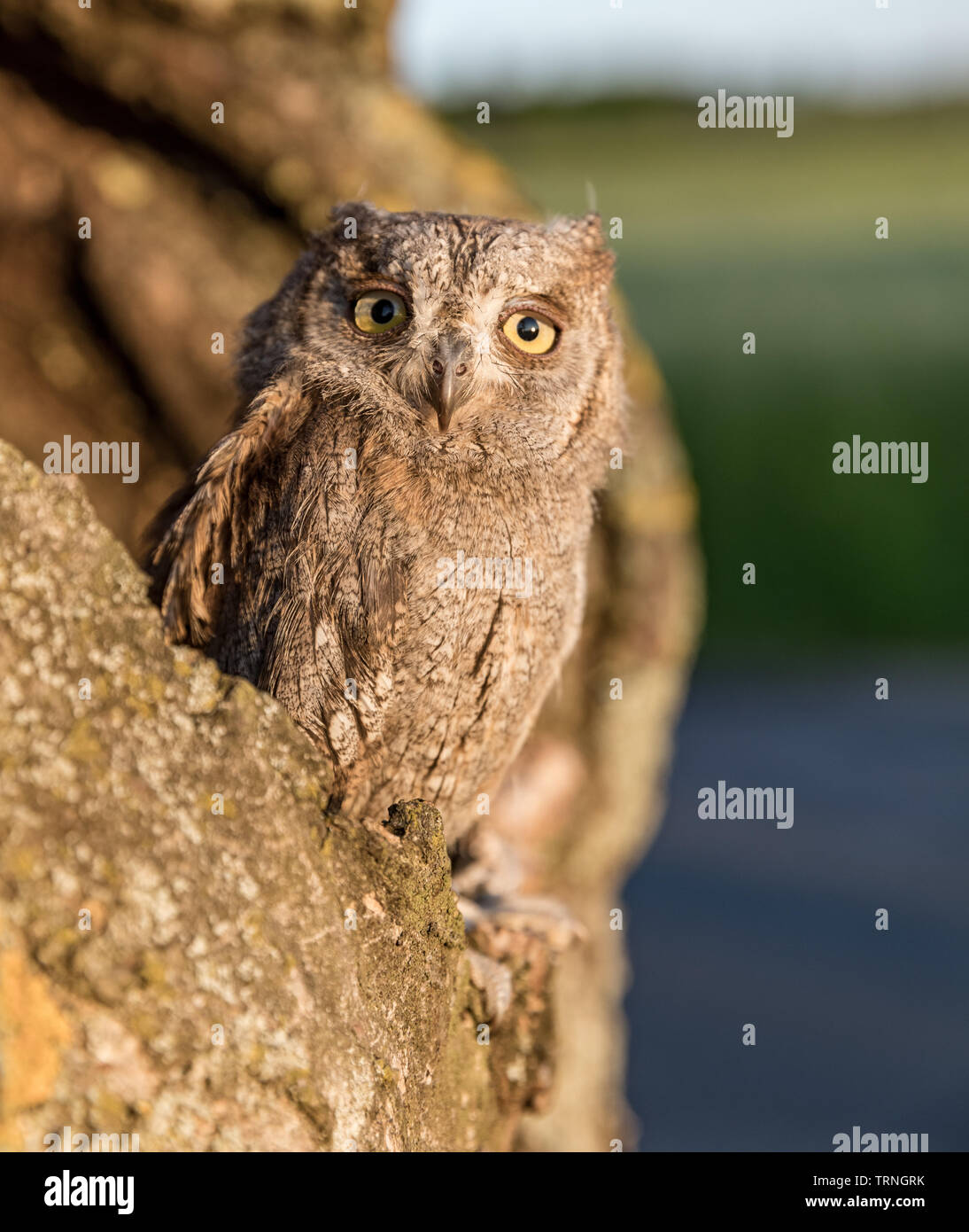 Kleine scops Owl im Baum hohl. Wenig (Otus scops Scops Owl) ist eine kleine Art von Eule von die Eule Eule Familie. Eurasian scops Owl (Otus scops) Stockfoto