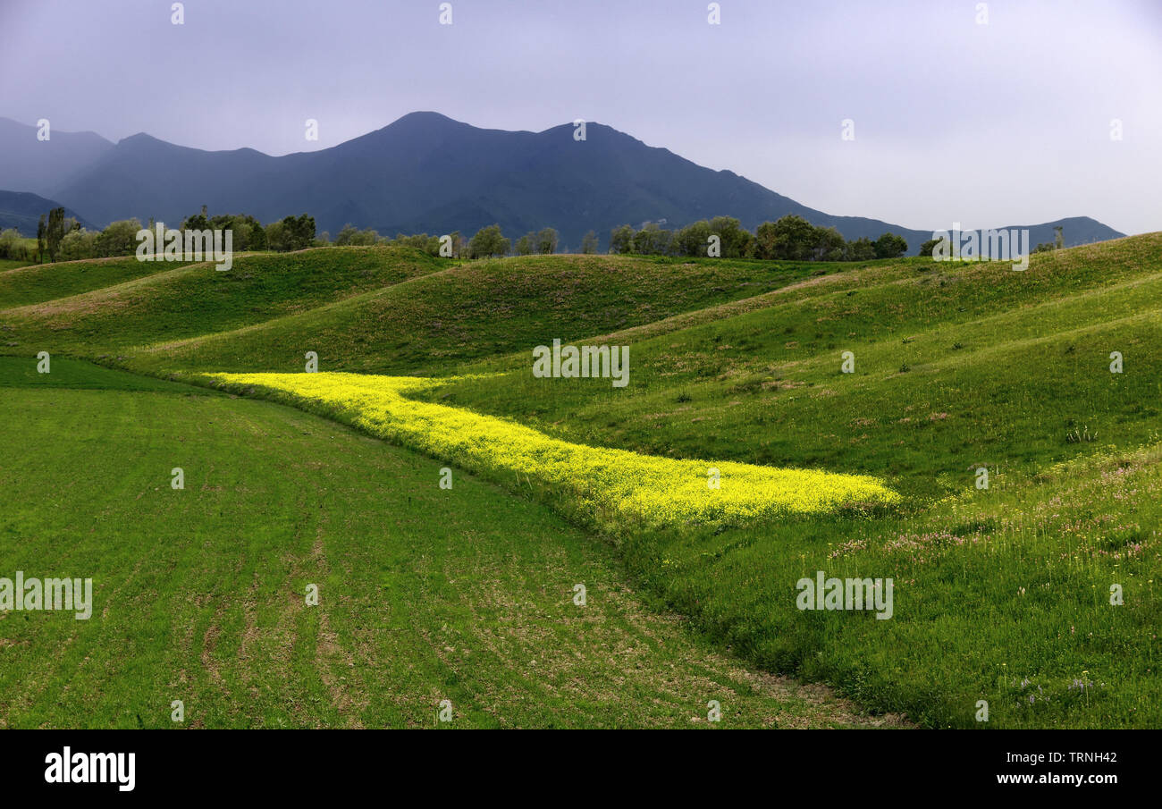 Feld voll von dem Senf Senf. Stockfoto