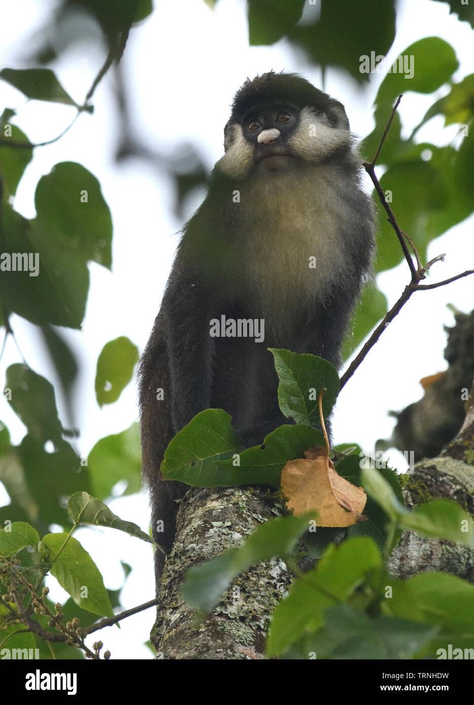 Red-tailed Affen (Cercopithecus Ascanius), bigodi Wetland Heiligtum, Kibale Forest Nationalpark, Uganda, Stockfoto