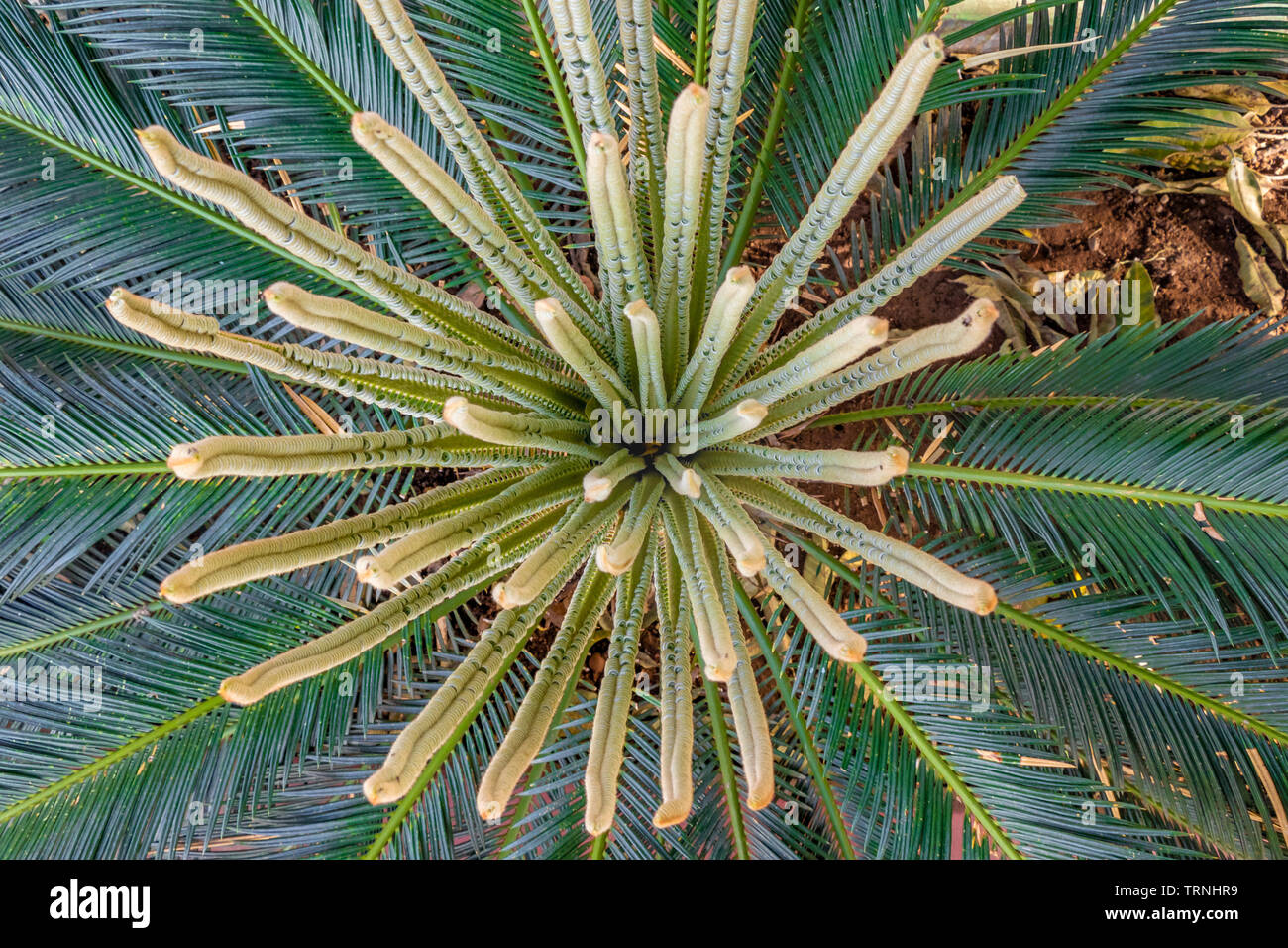 SAGO Palm, Cycas pflanze Knospe kegel Umwandlung in neue Blätter. Stockfoto