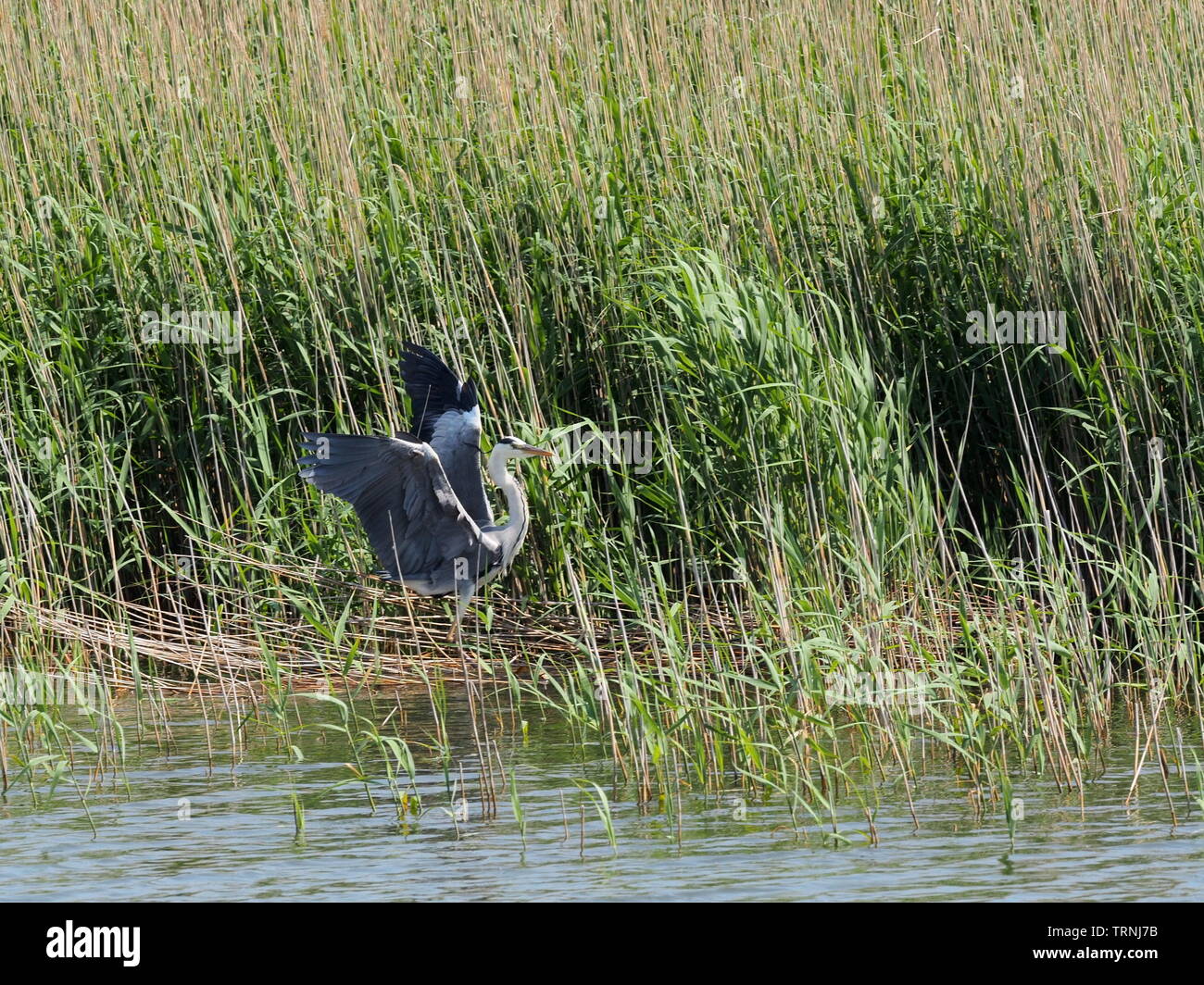 Heron Landing in Reed, Nationalpark Vormmersche Boddenlandschaft, Deutschland Stockfoto