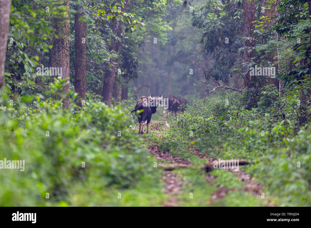Indische Bisons oder Gaur oder Bos gaurus am Nationalpark Gorumara Dooars Westbengalen, Indien Stockfoto