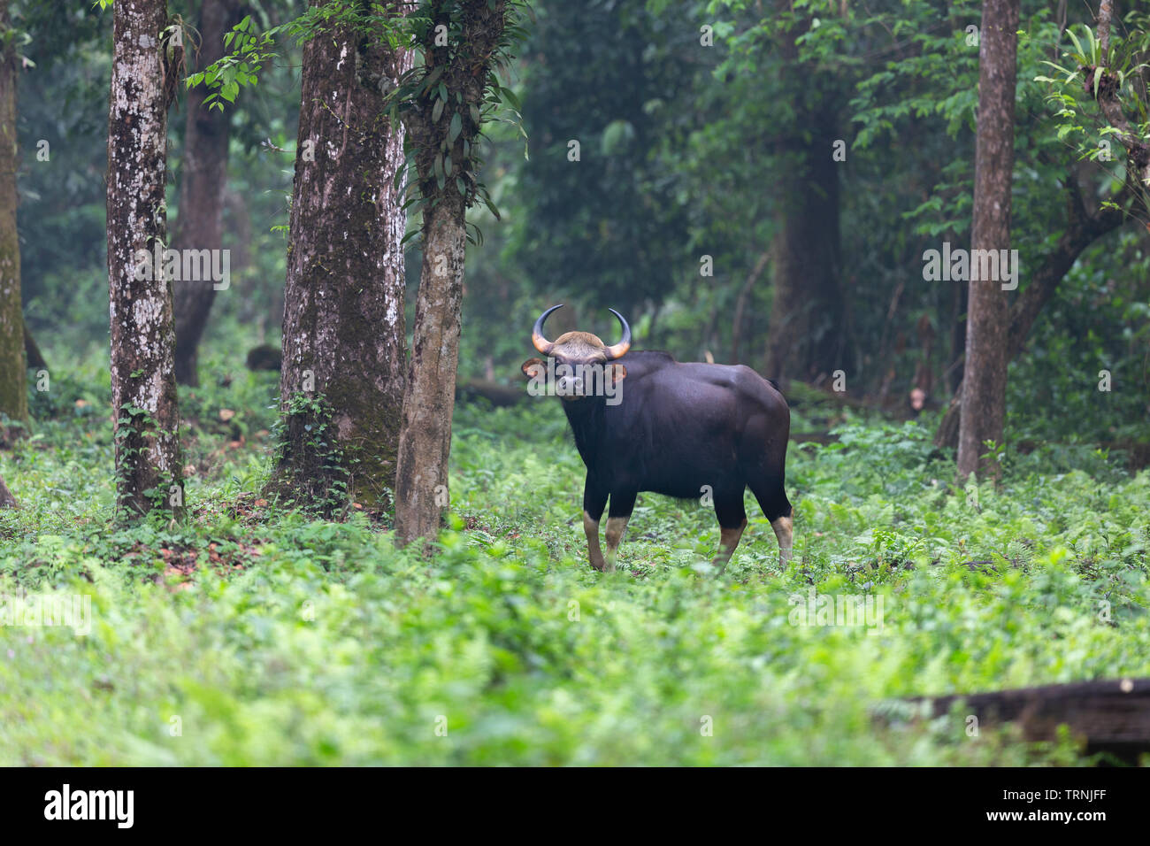 Indische Bisons oder Gaur oder Bos gaurus am Nationalpark Gorumara Dooars Westbengalen, Indien Stockfoto