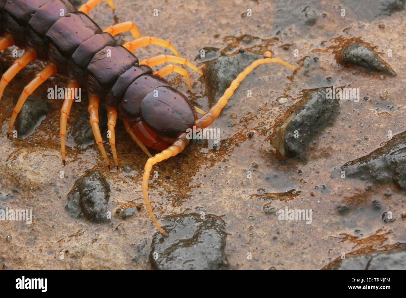 Schöne malaysischen Hundertfüßer aber unbekannt. Selten Stockfoto