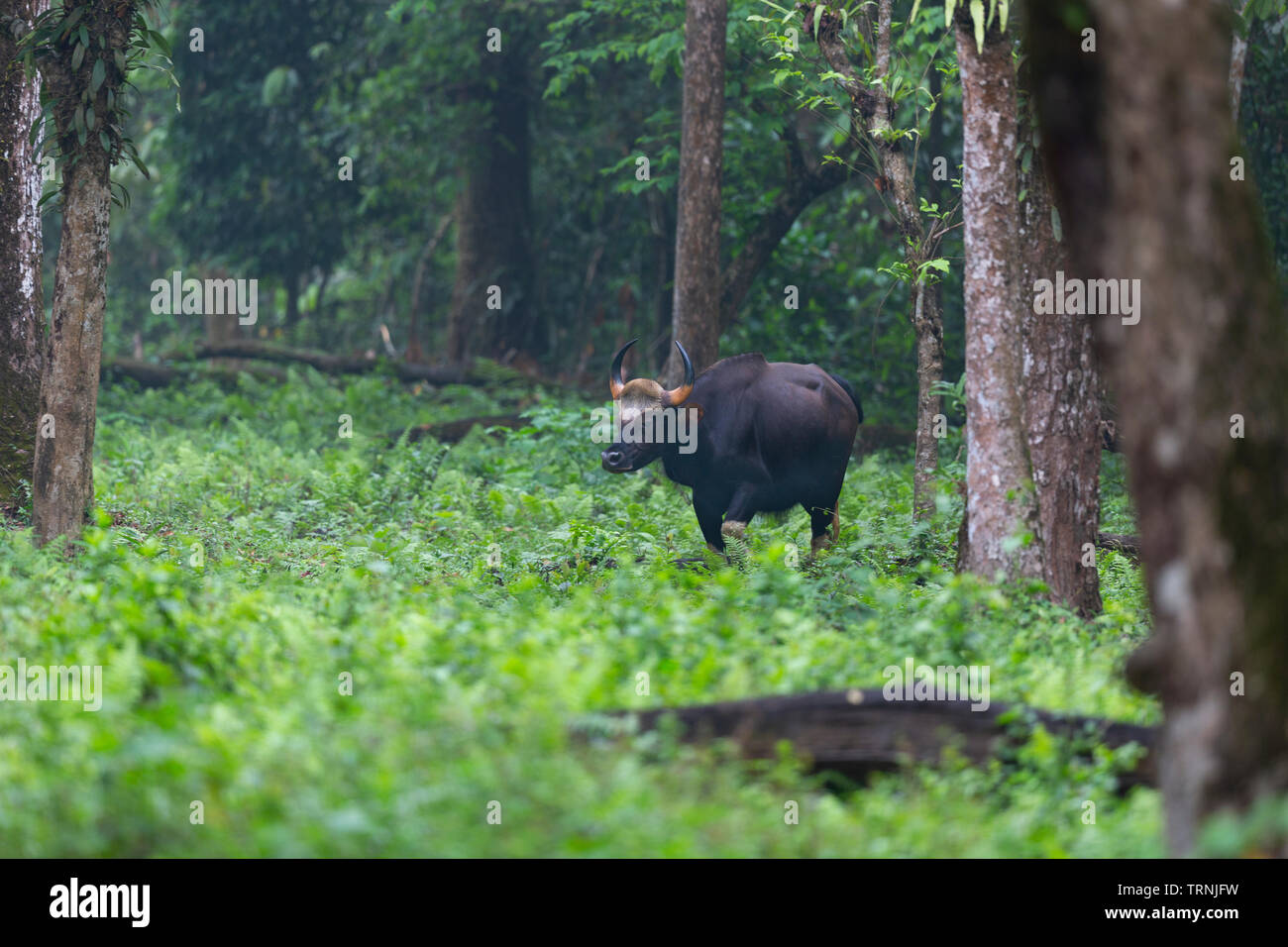 Indische Bisons oder Gaur oder Bos gaurus am Nationalpark Gorumara Dooars Westbengalen, Indien Stockfoto