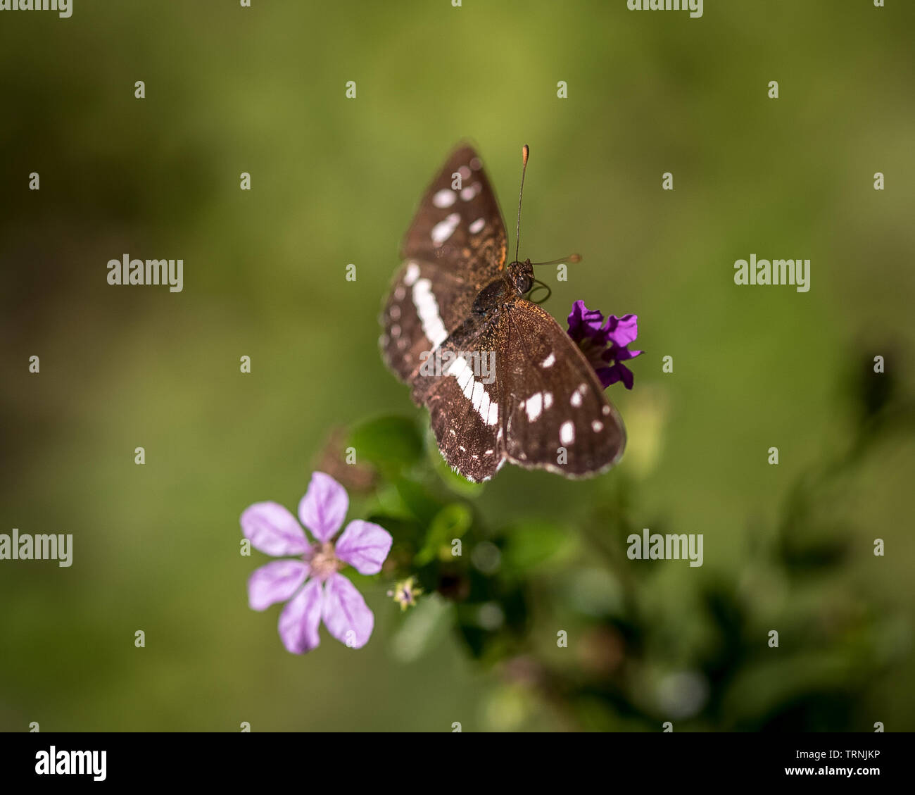 Schwarz und Weiß Schmetterling Stockfoto