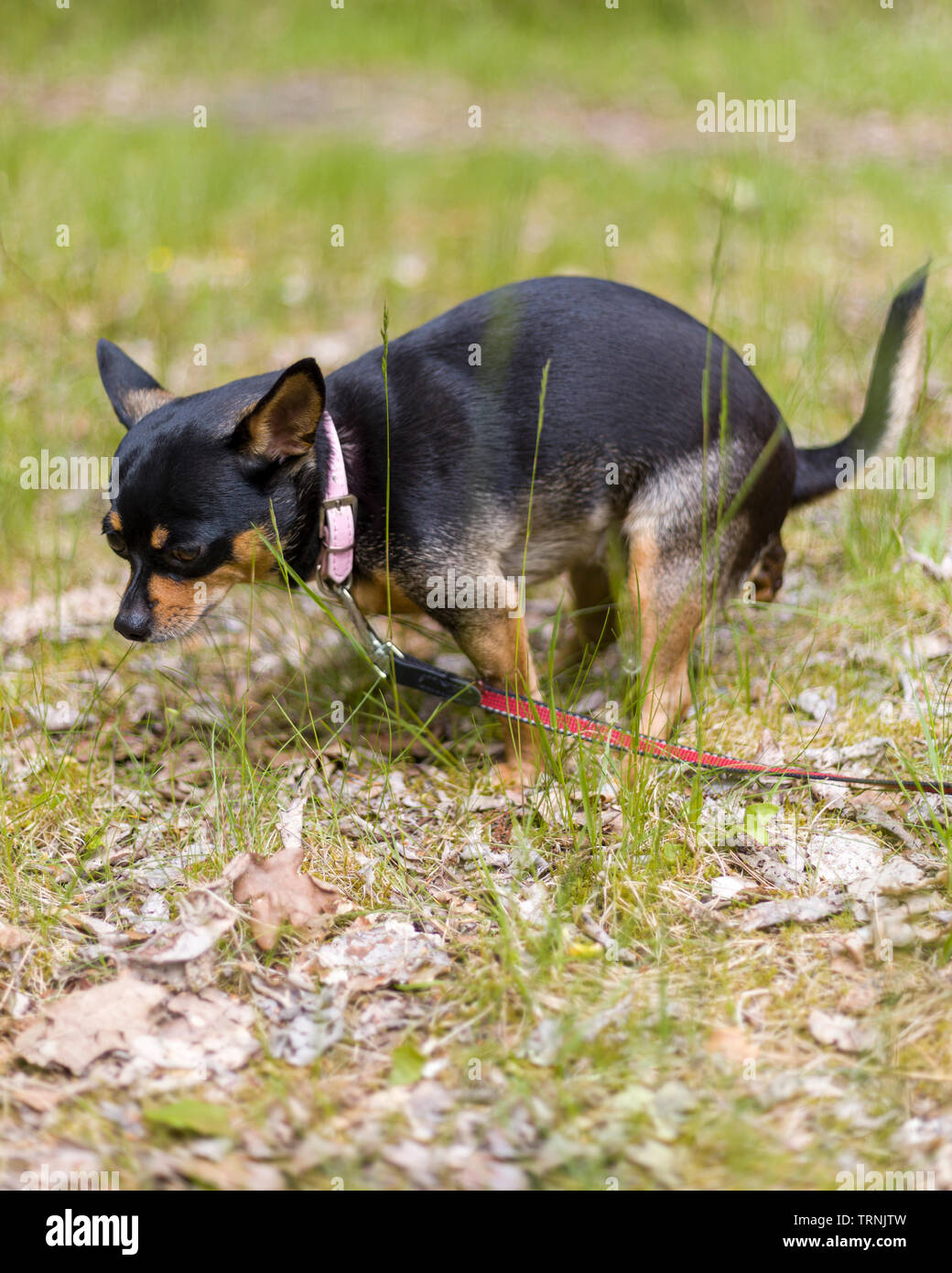 Haushund eine weibliche kurze Haare schwarz und braun Chihuahua im Freien auspumpen auf Gras Stockfoto