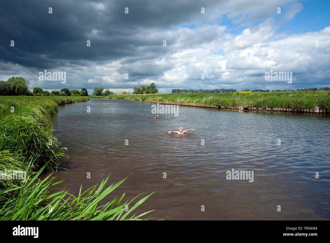 Die jungen Schwimmen im Fluss Lerche, Ely, Cambridgeshire Stockfoto