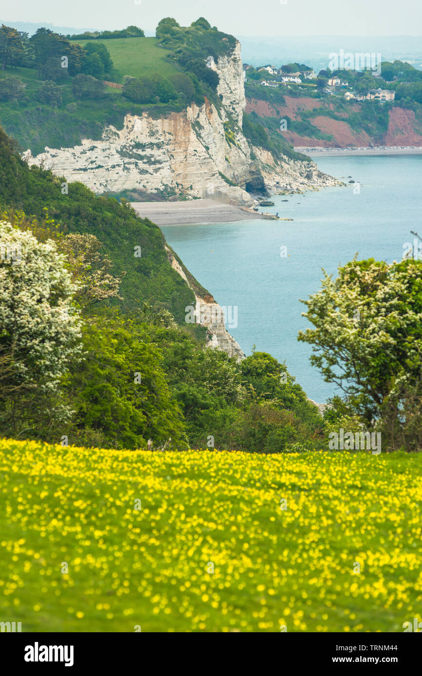 Küstenlandschaft bei Bier auf der Jurassic Coast in Devon. England. UK. Stockfoto