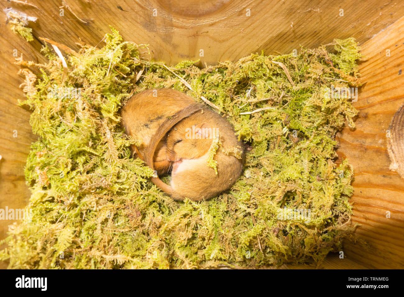 Männliche und weibliche Hazel Haselmäuse (Muscardinus avellanarius), gepresst zusammen in trägen Zustand auf einem Nest von Moss. Fownhope Herefordshire UK. Mai 2019 Stockfoto