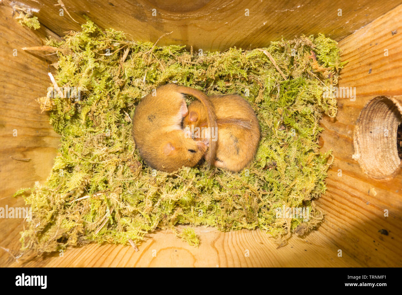Männliche und weibliche Hazel Haselmäuse (Muscardinus avellanarius), gepresst zusammen in trägen Zustand auf einem Nest von Moss. Fownhope Herefordshire UK. Mai 2019 Stockfoto
