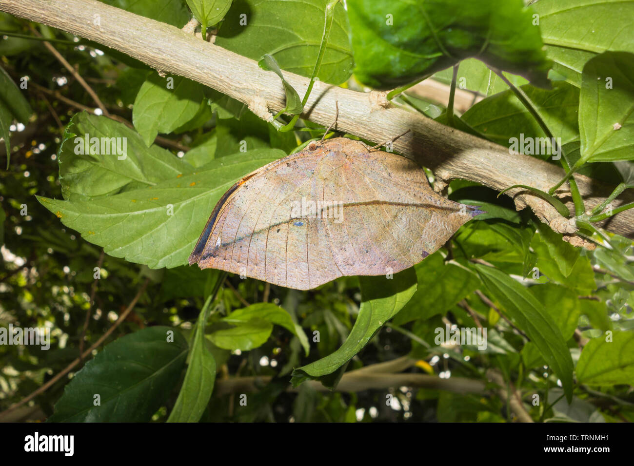 Indische Oakleaf Schmetterling (Kallima inachus) ähnelt ein totes Blatt perchched am Weinstock, der Zoo von Chester Cheshire England UK. Mai 2019 Stockfoto