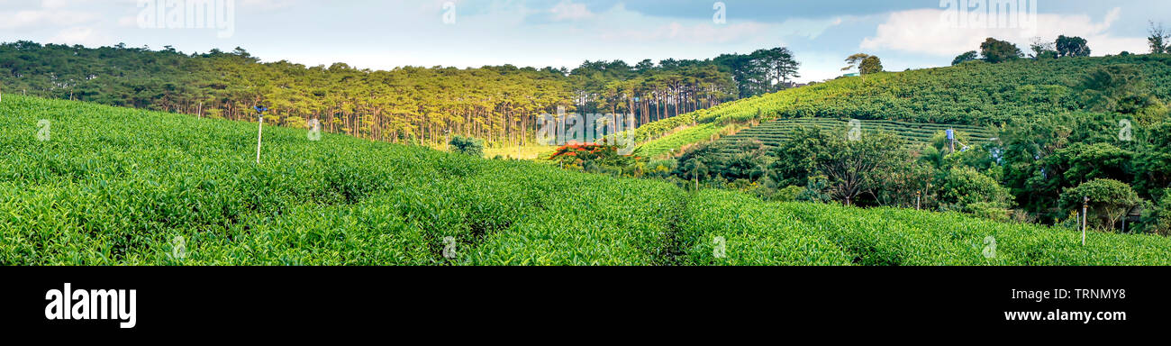 Der Panoramablick von Tam Chau Kaffee Bauernhof in Bao Loc, Provinz Lam Dong, Vietnam Stockfoto